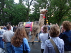 Running of the Llamas 08