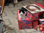 Cricket and the presents - she's getting grumpy I think.